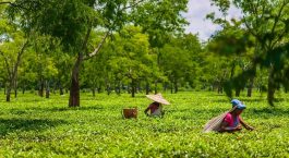 Enjoy The Process Of Picking Your Tea During A Tea Tour In Assam