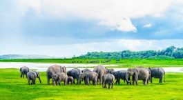 Wildlife Sanctuaries Of Sri Lanka - Discover The Wilderness