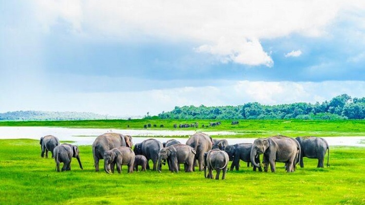 Wildlife Sanctuaries Of Sri Lanka - Discover The Wilderness