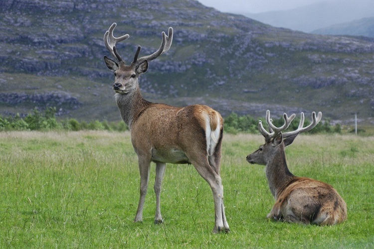 Dachigam National Park