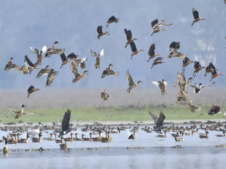 Delhi's Bird Sanctuaries