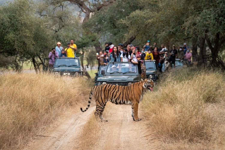 Jeep-Safari-Ranthambore-National-Park