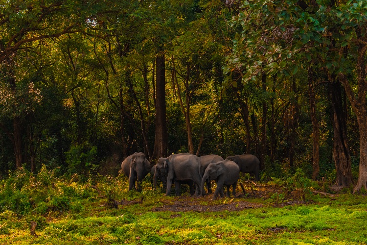 Manas National Park