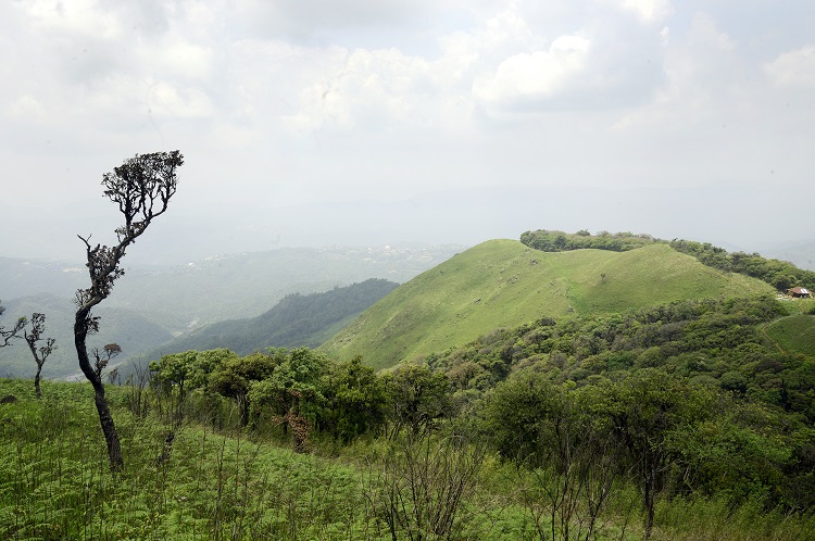 A scene from Siroy National Park, Manipur