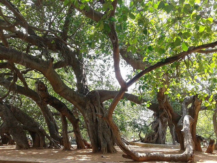 Pillalamarri Banyan Tree